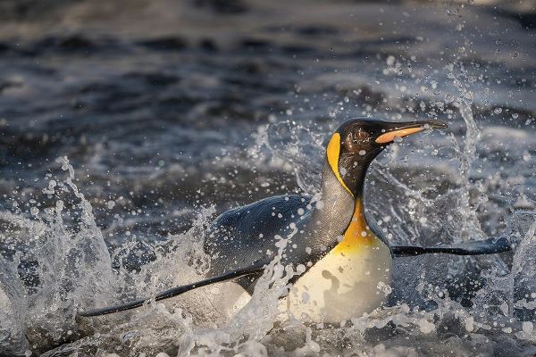 Antarctica-South Georgia Island-Salisbury Plain King penguin emerging from surf
